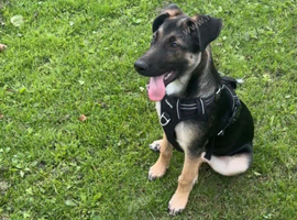 German shepherd cross