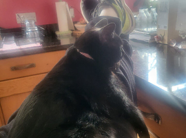 Beautiful Black Cat