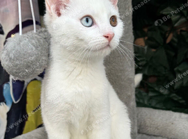 RAGDOLL X MALE READY NOW