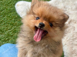 Pomeranian