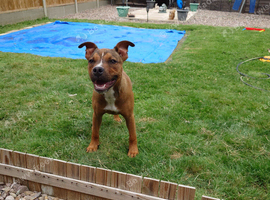 Staffordshire bull terrier x presa canarro