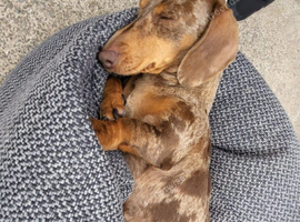 Mini dachshund female