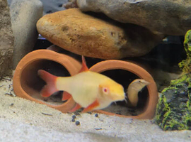 FREE Albino rainbow shark