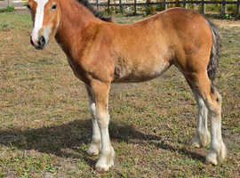 Welsh D x Traditional filly