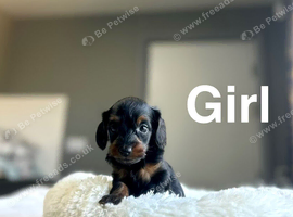 Slinkey gorgeous litter of Daxiepoo girls and boys available