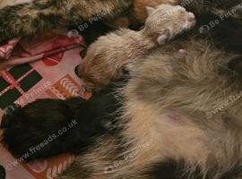 Ragdoll x British short hair kittens