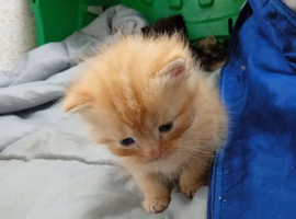 Ragdoll x Persian kittens ready for reservation!