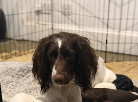 Sprocker puppies for sale