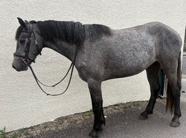 Top-Class 3-Year-Old Connemara Mare