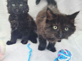 VERY FRIENDLY FLUFFY KITTENS