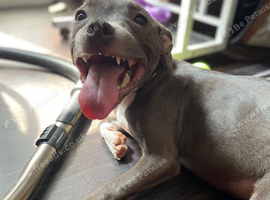 7 month old female blue staff