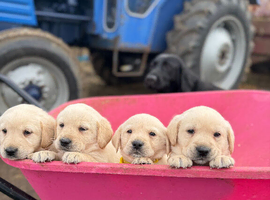 8week old Labrador pups