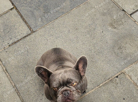 French bulldog