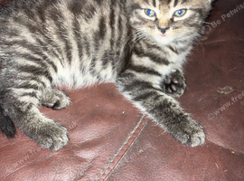 2 Tabby grey kittens girl and boy