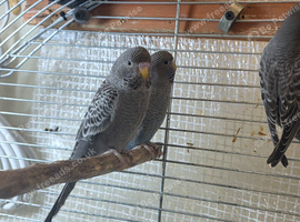 Lovebirds