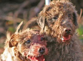 Working terrier wanted