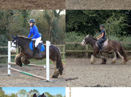 14h cob for dhare