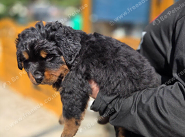 Long haired  rottweiler pups