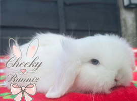 Beautiful TeddyWidder Bunnies