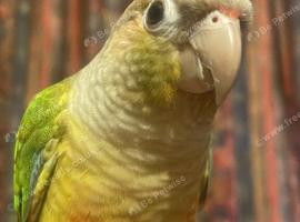 Hand reared/ very tame Pineapple Green Cheek Conure pair
