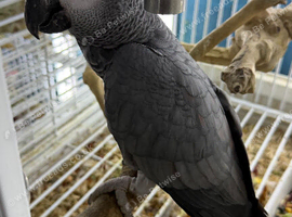 Super tame African grey parrots