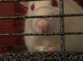 URGENT!! 4 male rats to a good home