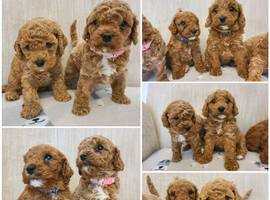 Beautiful Cavapoo Puppies Health Tested