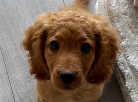 Puppy