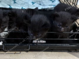 3 black and white kittens