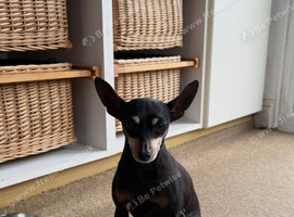 10 year old Mini Pin girl for re home