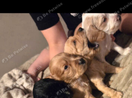 5 x beautiful cocker spaniel puppies for sale