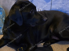 Lab bcross
