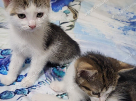 Kittens