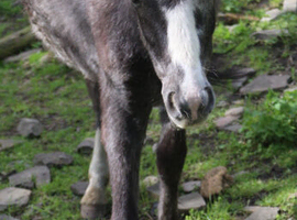 Trotter x yearling filly to make 13hh