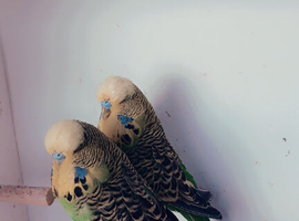 Exhibition budgies for ssle