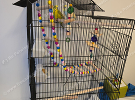Budgies