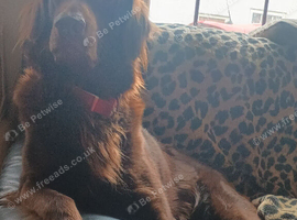 Stud dog Liver flat coated retriever for stud &pound;500 stud fee