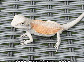 BEARDED DRAGONS