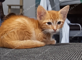 Litter of 5 beautiful playful kittens