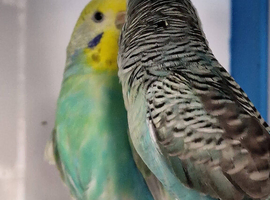 Pair of budgies