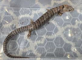 CB24 Pink Tongue Skink