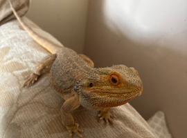 Bearded dragon