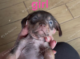 Chichi X miniature Wirehaired Dachshund puppies DNA health checked stud