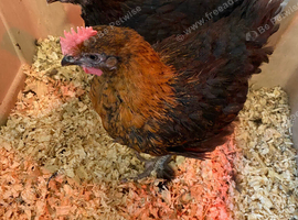 Pure black copper French marans