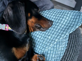 Miniature dachshund