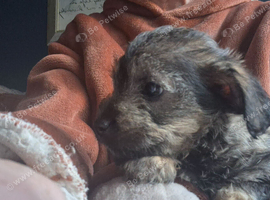 Poodle x Norfolk terrier puppies
