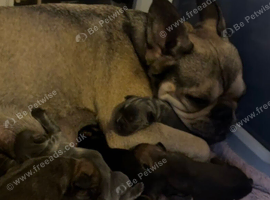 Beautiful French Bulldog Puppies - 6 Healthy Pups