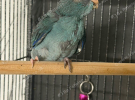 Kakariki baby&rsquo;s
