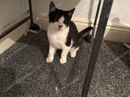 Kitten