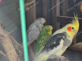 Avairy budgies